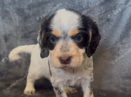 Half Show Half Working Cocker Spaniel Puppies