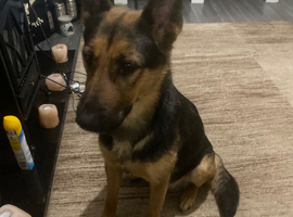 German Shepherd puppies for sale