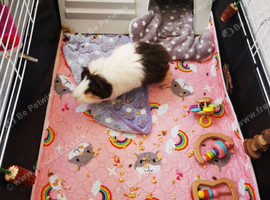 Female guinea pig