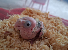 Hand reared baby cockateil