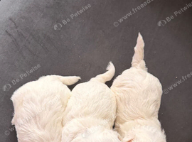 for sale maltese puppies