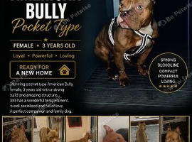 American pocket bully
