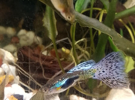 Blue grass guppy