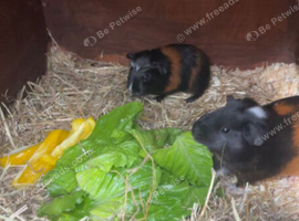 Boy and girls Guinea pigs