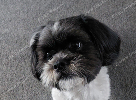 Male shih tzu for sale