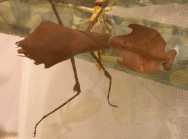 Malaysian Dead Leaf Mantis. - Female