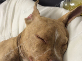 American Bulldog Girl