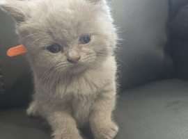 Lilac and blue british short-hair kittens for rehoming