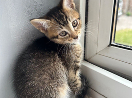 3 STUNNING GIRLS URGENTLY NEEDING HOMES