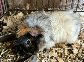 Male guinea pig