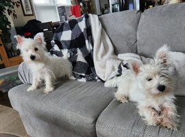 Millie our 14 weeks old Westie puppie