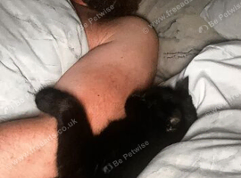 Missing cat