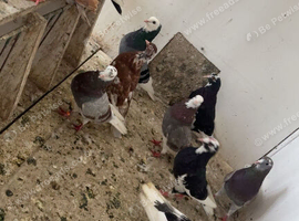 Roller pigeons cocks and hens
