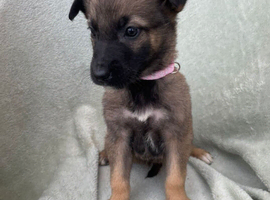 Stunning German x Belgium Shepherd 4 boys left