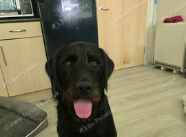 Labrador mix 8 month