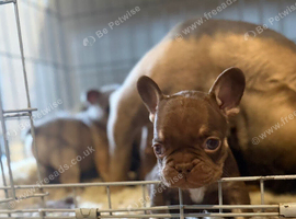 KC French Bulldogs