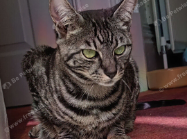 Gentle F4 TICA Registered Full Pedigree girl cat