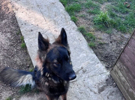Dog