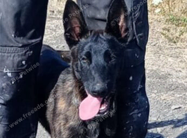 DUTCH SHEPHERD boy puppy