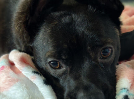 Frenchie x Collie x Staffie Puppies &ndash; Brindle &ndash; Both Parents Can Be Seen