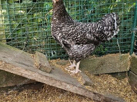 Point of lay mixed breeds and year old hens available