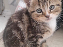 10weeks tabby kittens