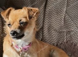 Female Chihuahua