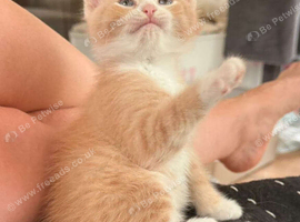 GORGEOUS FLUFFY KITTENS LOOKING FOR THEIR FOREVER HOMES