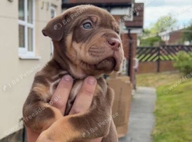 shar pei x america bulldog