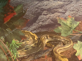 Reticulated pythons
