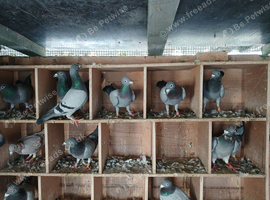20 or 40 stock racing pigeons for sale