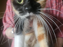 Kitten for sale