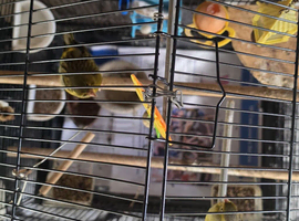 Couple canaries male and female