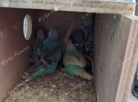 Budgie