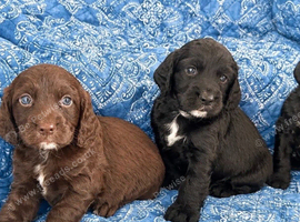 Working cocker spaniel puppies