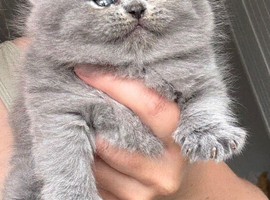 Stunning British Shorthairs