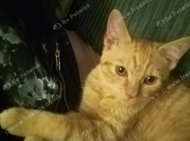Half Maine coon boy 5 months old