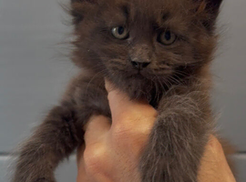XL black,black smoke maine coon kittens
