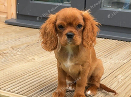 Kings Charles cavalier spaniel