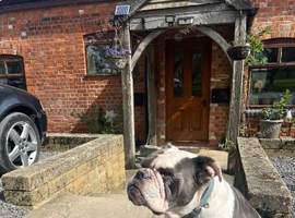 Olde English Bulldog - Sienna