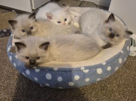 Pure ragdolls ready ro leave on 1st of July