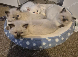 Ragdoll kittens ready now 2 boys and 1 girl left