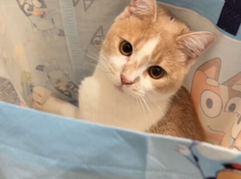 Beautiful half British shorthair cream and white boy