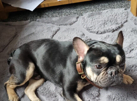 Needs a loving home