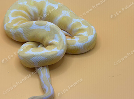 2025 Albino Leopard Poss Het Clown