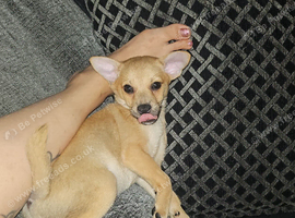 Miniature pincher x pomeranian puppy's