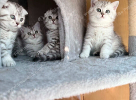 4 Scottish Fold/Straight Chinchilla Pedigree Kittens