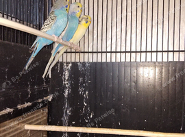 Budgies
