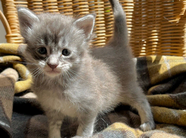 Blue & White Smoke Main Coon Male