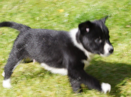 Top Quality Border Collie Pups